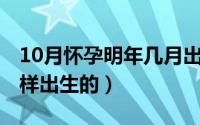 10月怀孕明年几月出生（10月08日天牛虫怎样出生的）