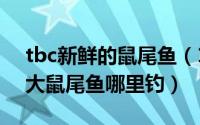 tbc新鲜的鼠尾鱼（11月04日魔兽世界新鲜大鼠尾鱼哪里钓）