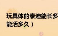 玩具体的泰迪能长多大（11月04日玩具泰迪能活多久）