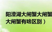 阳澄湖大闸蟹大闸蟹（11月04日正宗阳澄湖大闸蟹有啥区别）