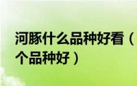 河豚什么品种好看（11月04日观赏河豚鱼哪个品种好）