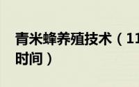 青米蜂养殖技术（11月05日青米蜂最长养殖时间）