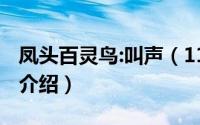 凤头百灵鸟:叫声（11月05日凤头百灵鸟资料介绍）