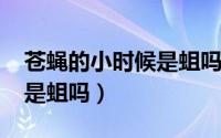 苍蝇的小时候是蛆吗（10月08日苍蝇小时候是蛆吗）