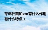 芽孢杆菌加em有什么作用（11月06日em菌与芽孢杆菌各有什么特点）