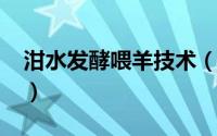 泔水发酵喂羊技术（11月06日泔水喂羊好吗）