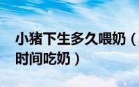 小猪下生多久喂奶（11月06日小猪下生多长时间吃奶）