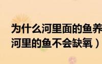 为什么河里面的鱼养不活（11月06日为什么河里的鱼不会缺氧）