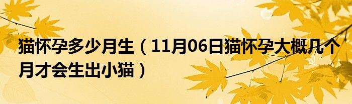 猫怀孕多少月生（11月06日猫怀孕大概几个月才会生出小猫）