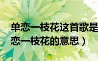 单恋一枝花这首歌是什么意思（11月07日单恋一枝花的意思）