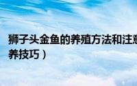 狮子头金鱼的养殖方法和注意事项（10月08日狮子头金鱼饲养技巧）