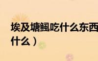 埃及塘鲺吃什么东西（11月07日埃及塘鲺吃什么）