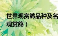 世界观赏鸽品种及名字（10月08日十大稀有观赏鸽）