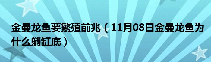 金曼龙鱼要繁殖前兆（11月08日金曼龙鱼为什么躺缸底）