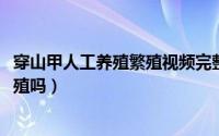 穿山甲人工养殖繁殖视频完整（11月08日穿山甲可以人工养殖吗）