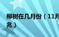 柳树在几月份（11月08日柳树开花是什么征兆）