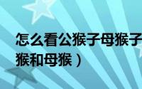 怎么看公猴子母猴子（11月09日如何区分公猴和母猴）