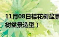 11月08日桂花树盆景造型图（11月08日桂花树盆景造型）