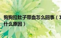 狗狗拉肚子带血怎么回事（11月09日狗狗拉肚子带一点血是什么原因）