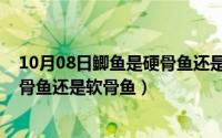 10月08日鲫鱼是硬骨鱼还是软骨鱼呢（10月08日鲫鱼是硬骨鱼还是软骨鱼）