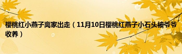 樱桃红小燕子离家出走（11月10日樱桃红燕子小石头被爷爷收养）