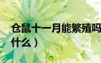 仓鼠十一月能繁殖吗（11月10日仓鼠可以吃什么）
