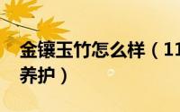 金镶玉竹怎么样（11月10日金镶玉竹该怎么养护）
