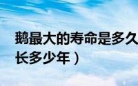 鹅最大的寿命是多久（11月10日鹅的寿命最长多少年）