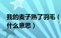 我的麦子熟了羽毛（11月10日我的麦子熟了什么意思）