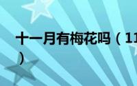 十一月有梅花吗（11月10日梅雨时节是几月）
