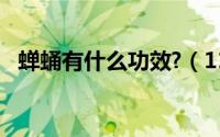 蝉蛹有什么功效?（11月12日蝉蛹的营养）