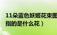11朵蓝色妖姬花束图片（11月12日蓝色妖姬指的是什么花）