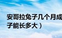 安哥拉兔子几个月成年（10月08日安哥拉兔子能长多大）