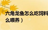 六角龙鱼怎么吃饲料（10月08日六角龙鱼怎么喂养）