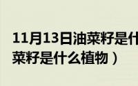 11月13日油菜籽是什么植物呢（11月13日油菜籽是什么植物）