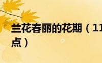兰花春丽的花期（11月13日兰花春丽的优缺点）