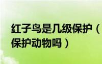 红子鸟是几级保护（10月08日红子鸟是国家保护动物吗）