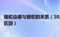 骆驼动感与骆驼的关系（10月08日骆驼动感骆驼和骆驼牌的区别）