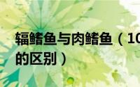 辐鳍鱼与肉鳍鱼（10月08日肉鳍鱼和辐鳍鱼的区别）