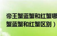 帝王蟹蓝蟹和红蟹哪个好吃（11月14日帝王蟹蓝蟹和红蟹区别）