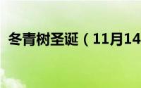 冬青树圣诞（11月14日儿童常青树有哪些）