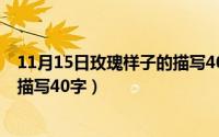 11月15日玫瑰样子的描写40字作文（11月15日玫瑰样子的描写40字）
