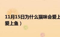 11月15日为什么猫咪会爱上鱼类（11月15日为什么猫咪会爱上鱼）