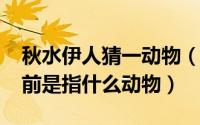 秋水伊人猜一动物（11月15日秋水伊人在眼前是指什么动物）