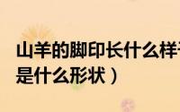 山羊的脚印长什么样子?（11月16日山羊脚印是什么形状）