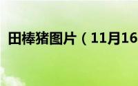 田棒猪图片（11月16日田棒头学名喊什么）
