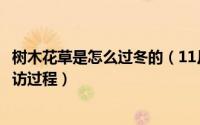 树木花草是怎么过冬的（11月16日花草树木是怎样过冬的采访过程）