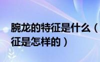 腕龙的特征是什么（11月16日腕龙的外形特征是怎样的）