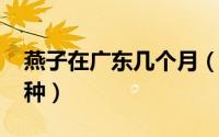燕子在广东几个月（11月16日广东的燕子品种）