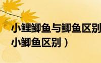 小鲤鲫鱼与鲫鱼区别图片（10月08日小鲤鱼小鲫鱼区别）